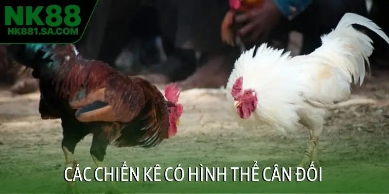 Các chiến kê có hình thể cân đối