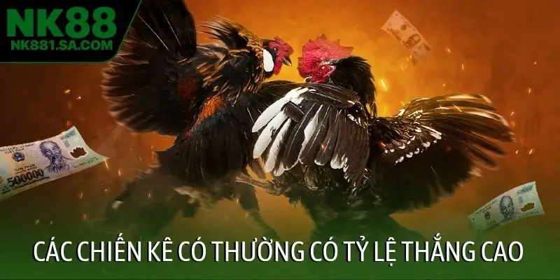 Các chiến kê có thường có tỷ lệ thắng cao