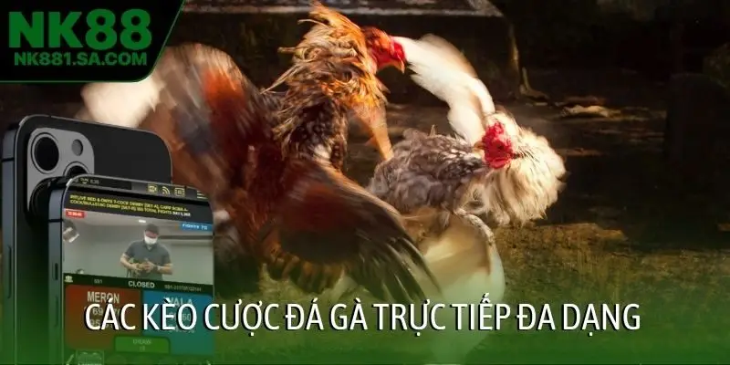 Các kèo cược đá gà trực tiếp đa dạng