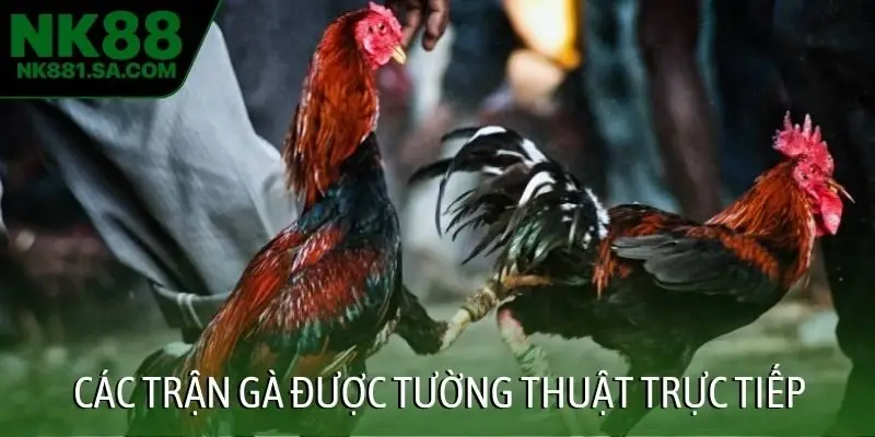 Các trận gà được tường thuật trực tiếp