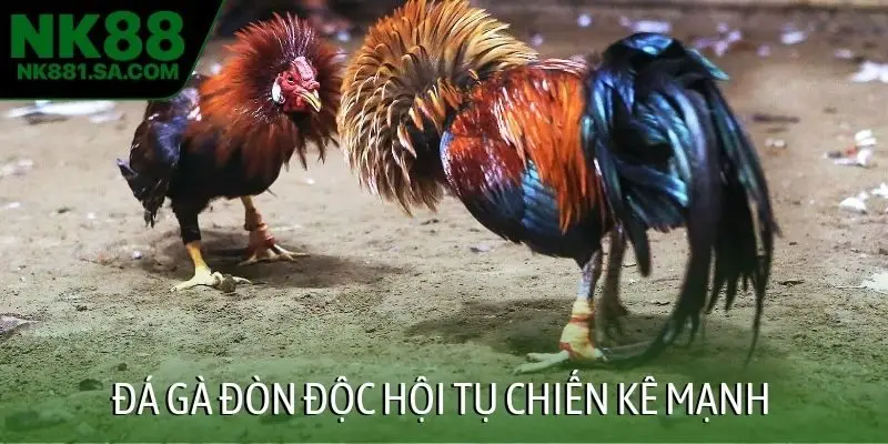 Đá gà đòn độc hội tụ chiến kê mạnh