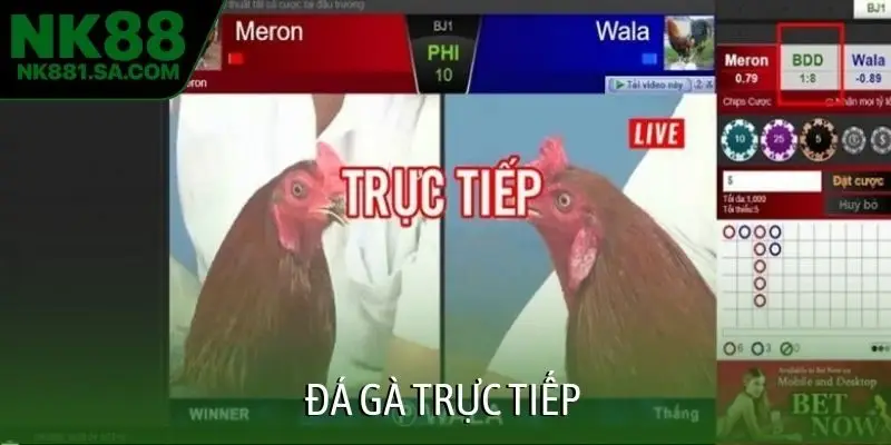 Đá gà trực tiếp