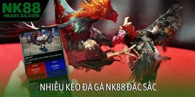 Nhiều kèo đá gà NK88 đặc sắc