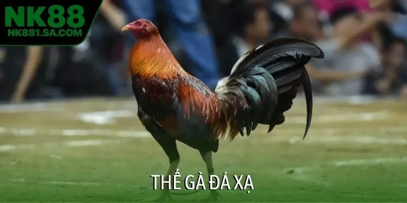 Thế gà đá xạ